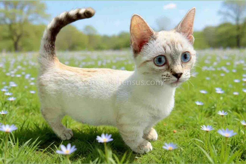 Ruffles Blue Eyed Munchkin Genetta Short Legs photo 7
