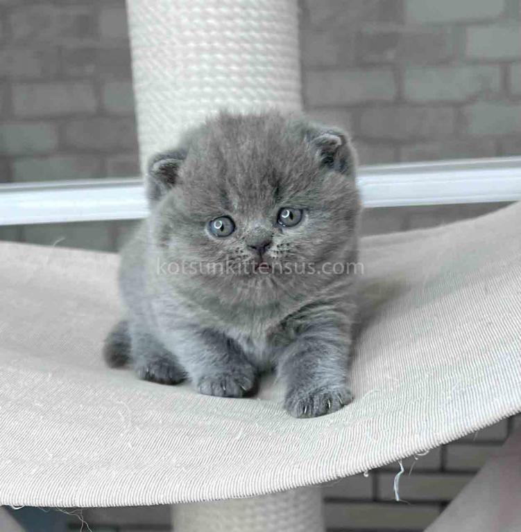 Leona Chunky British Shorthair Blue Solid Color