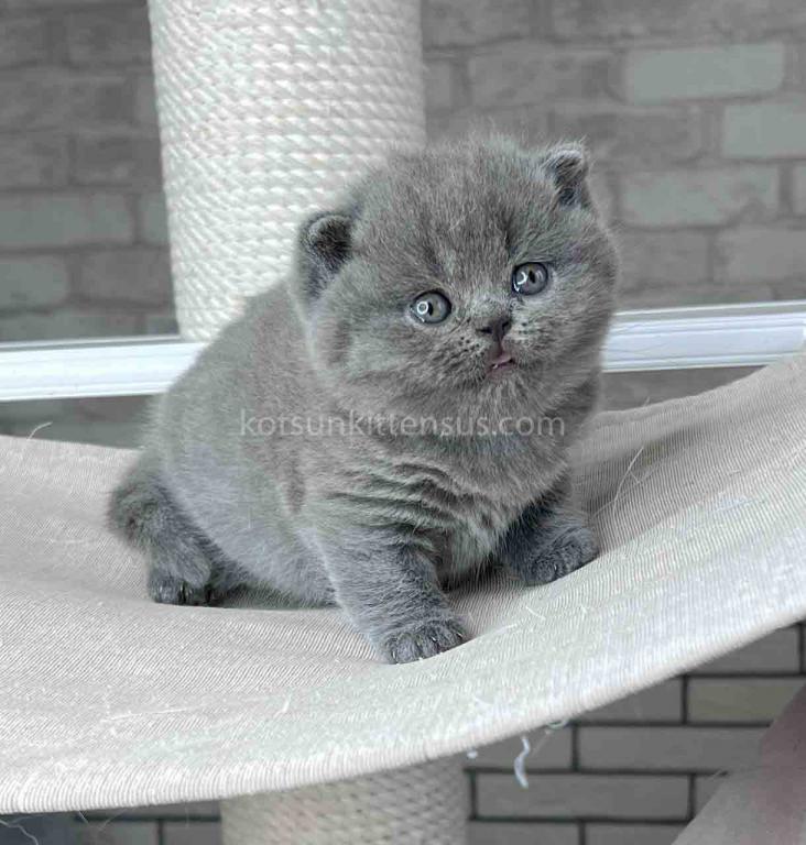 Leona Chunky British Shorthair Blue Solid Color photo 10