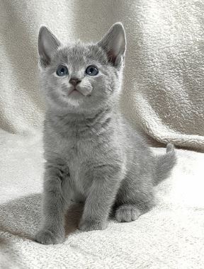 Kitty Russian Blue Male photo 2
