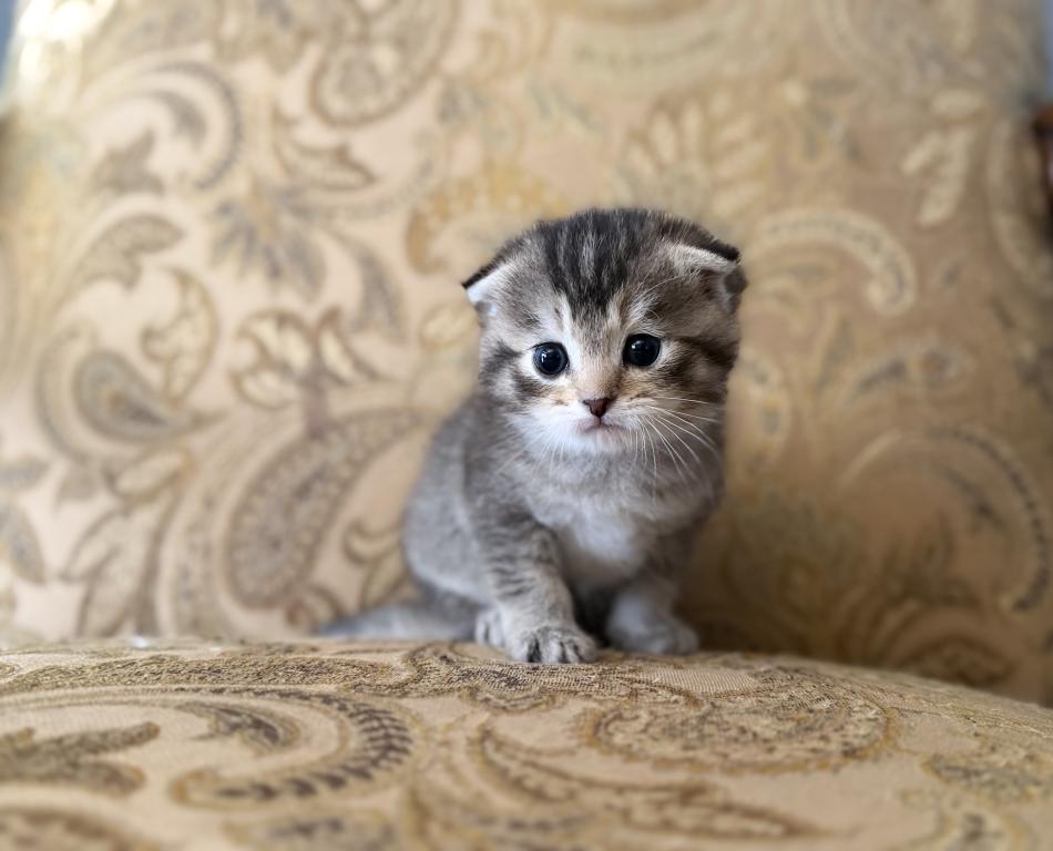 Scottish Fold Female photo 6