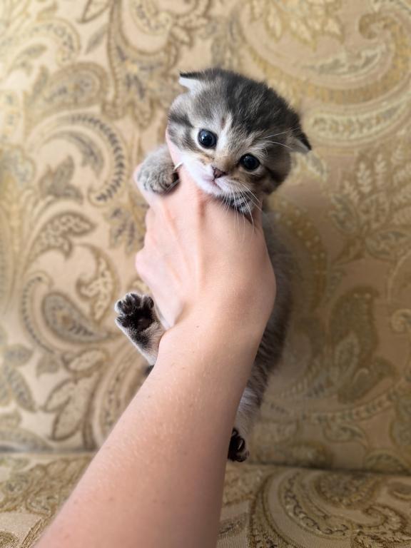 Scottish Fold Female photo 14