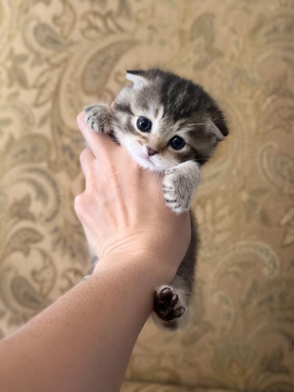 Scottish Fold Female photo 10