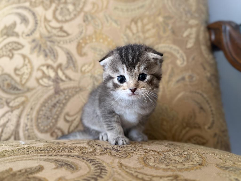 Scottish Fold Female photo 16