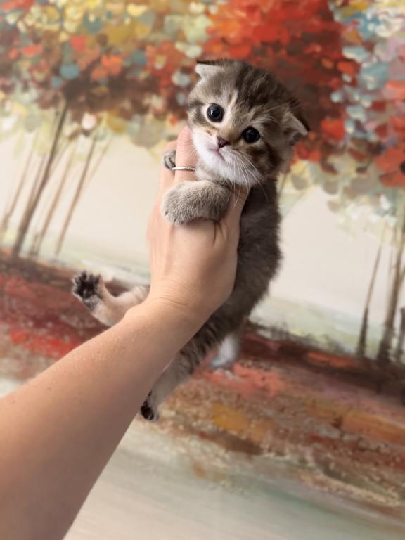 Scottish Fold Female photo 13