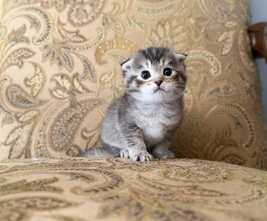 Scottish Fold Female photo 15