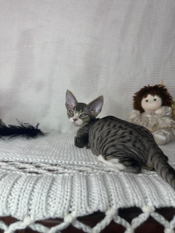 Black Tabby photo 4