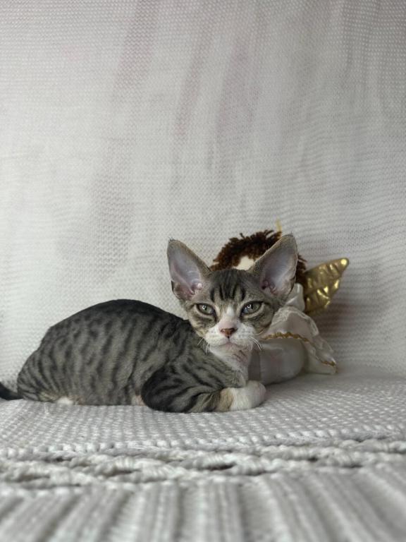Black Tabby