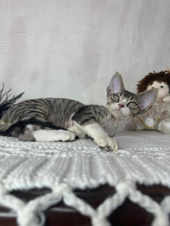 Black Tabby photo 2