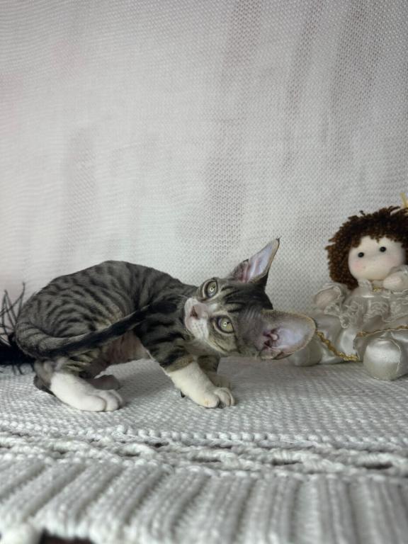Black Tabby photo 3