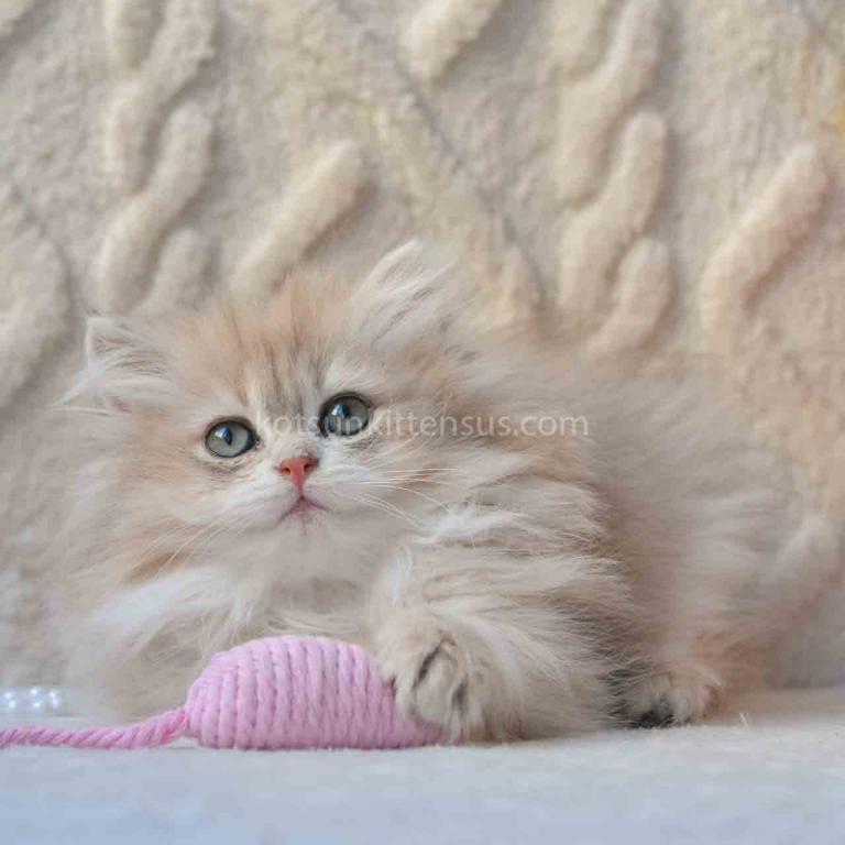 Steve Blue Golden Shaded Longhair British photo 7