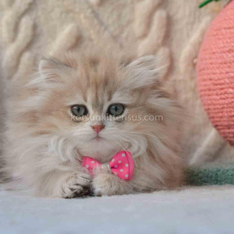 Steve Blue Golden Shaded Longhair British photo 4