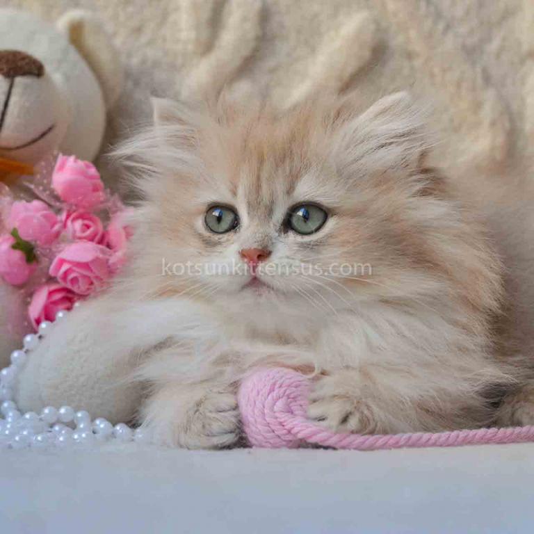 Steve Blue Golden Shaded Longhair British photo 5