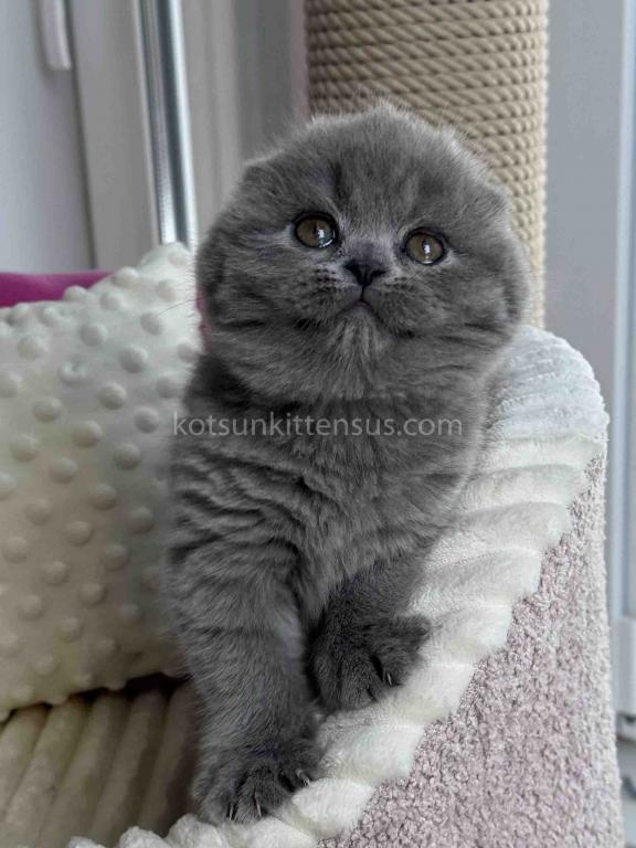 Ophelia Blue Solid Scottish Fold Baby Girl photo 4