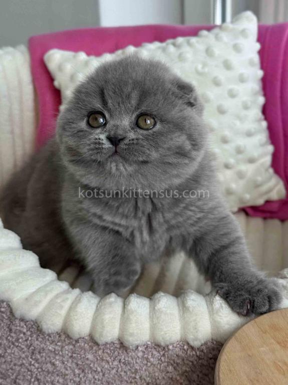 Ophelia Blue Solid Scottish Fold Baby Girl photo 6
