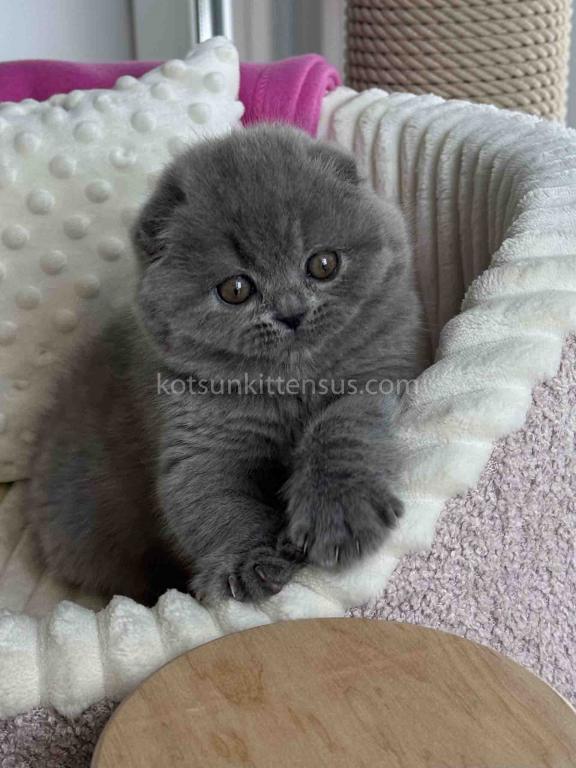 Ophelia Blue Solid Scottish Fold Baby Girl photo 3