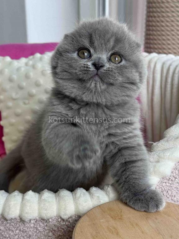 Ophelia Blue Solid Scottish Fold Baby Girl photo 2