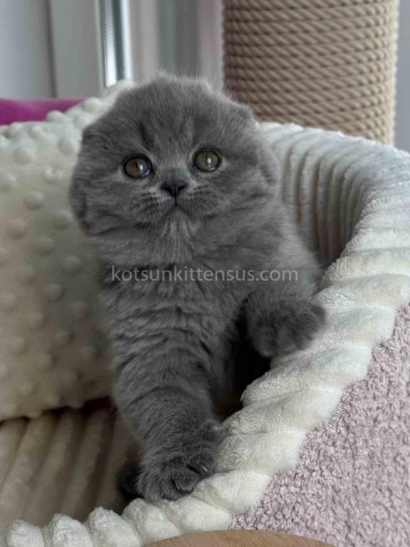 Ophelia Blue Solid Scottish Fold Baby Girl photo 5