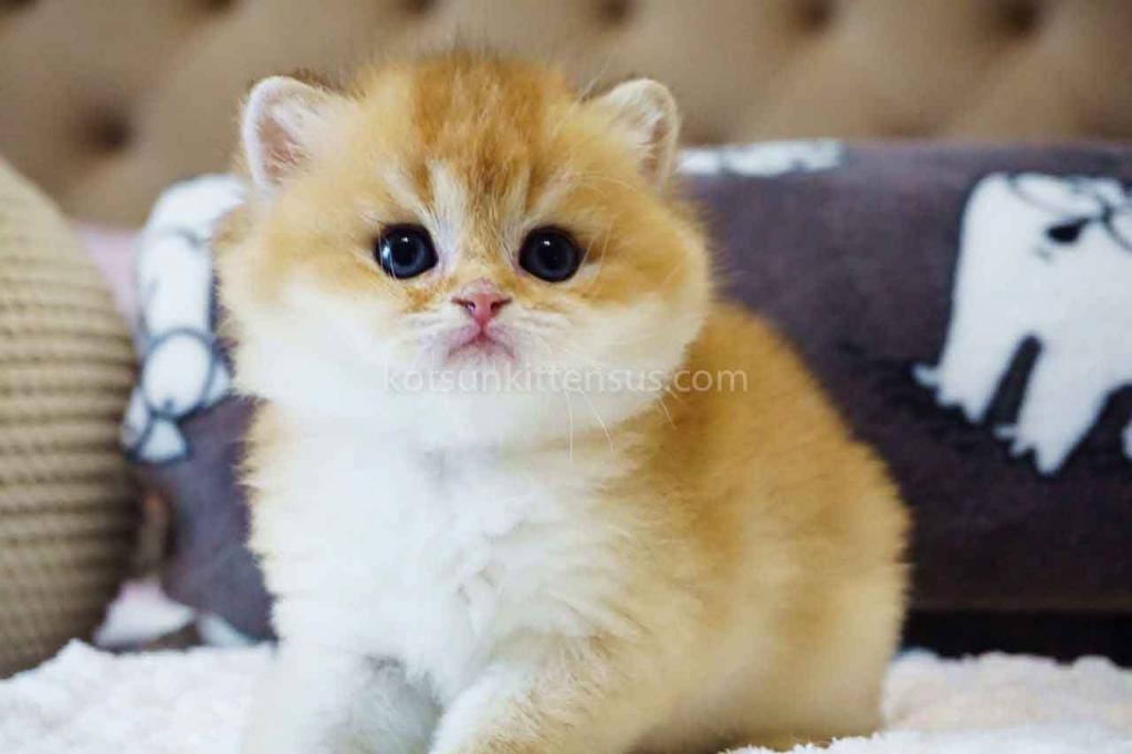 Billy Orange Golden Ny 11 British Shorthair Male photo 3
