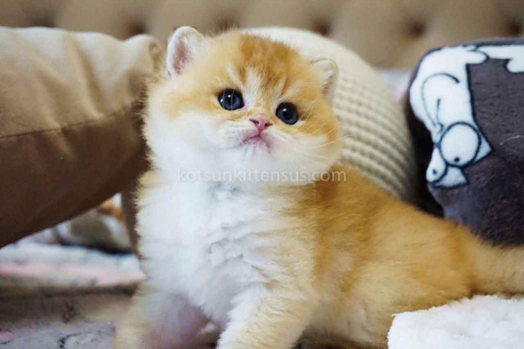 Billy Orange Golden Ny 11 British Shorthair Male photo 7