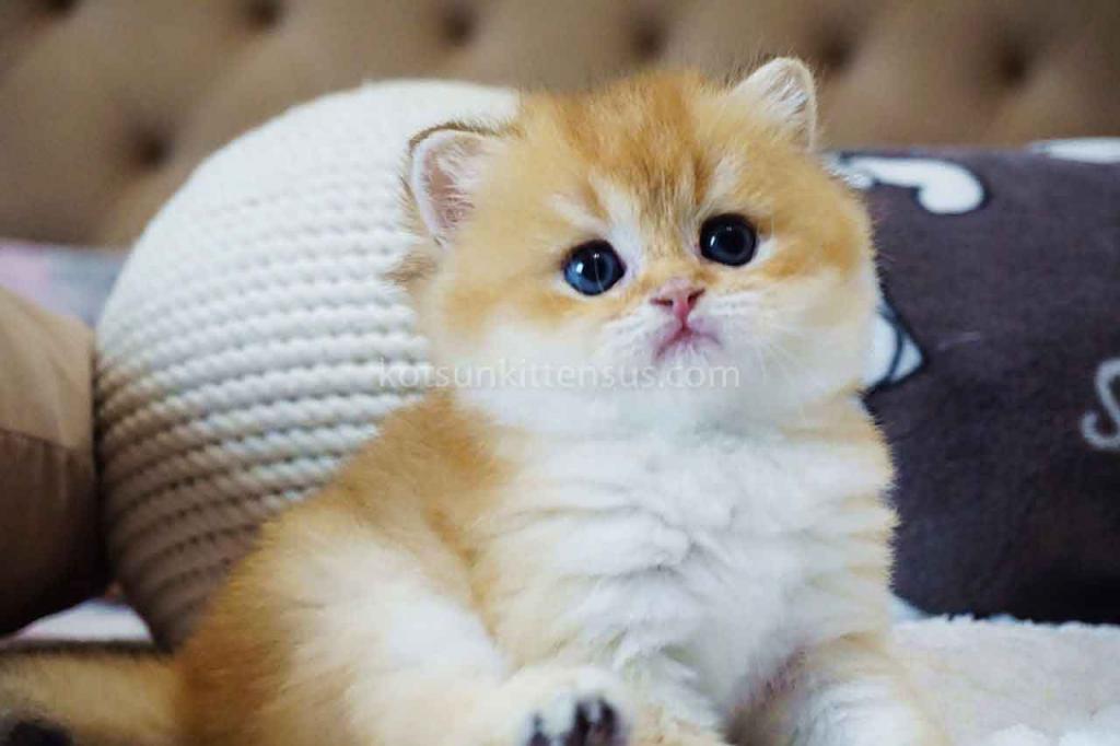 Billy Orange Golden Ny 11 British Shorthair Male photo 4