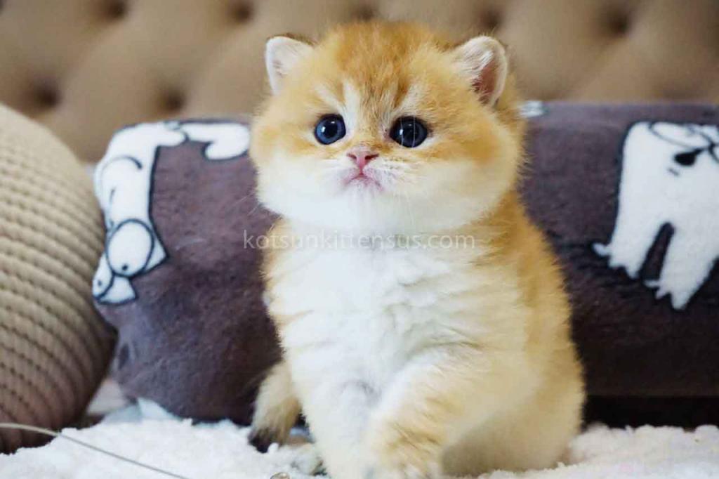 Billy Orange Golden Ny 11 British Shorthair Male photo 9