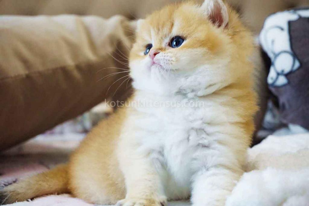 Billy Orange Golden Ny 11 British Shorthair Male photo 8