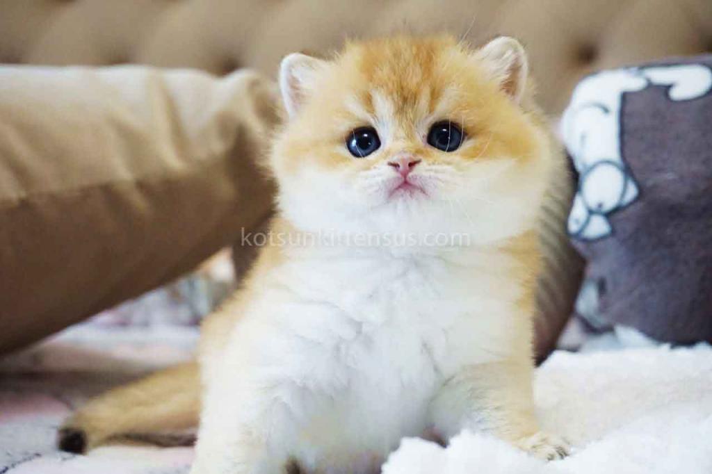 Billy Orange Golden Ny 11 British Shorthair Male photo 6