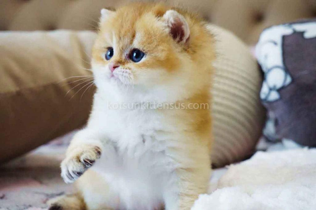 Billy Orange Golden Ny 11 British Shorthair Male