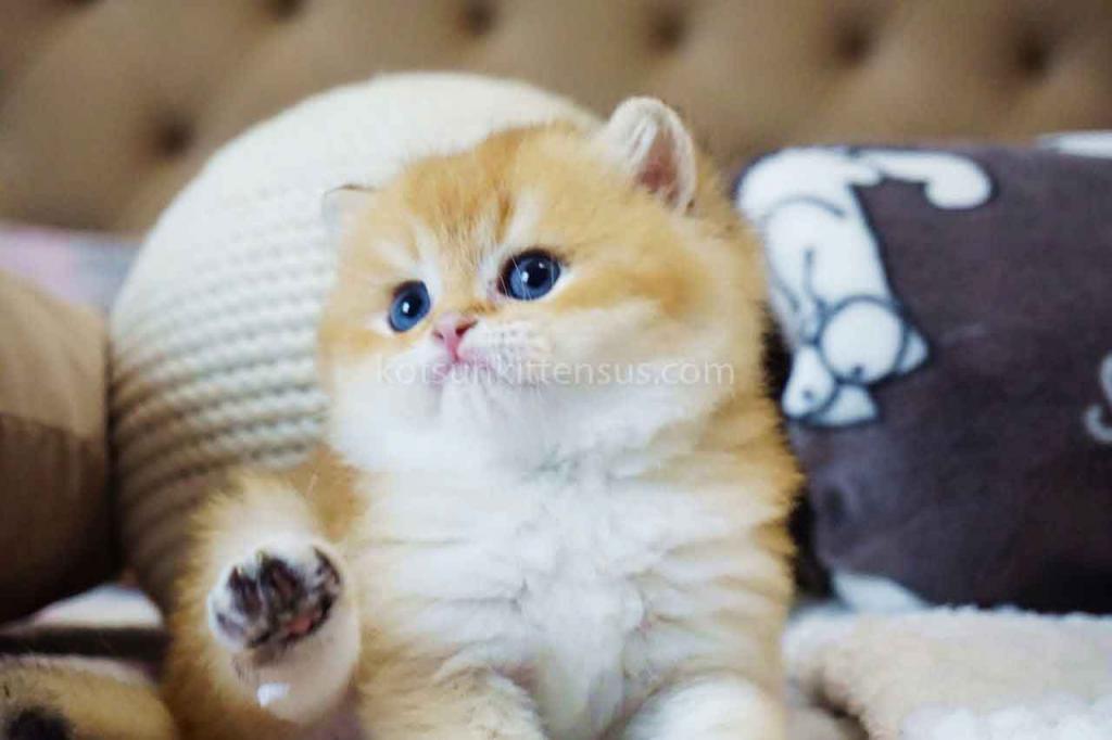 Billy Orange Golden Ny 11 British Shorthair Male photo 2