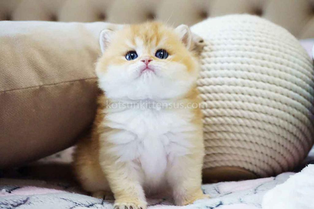Billy Orange Golden Ny 11 British Shorthair Male photo 5