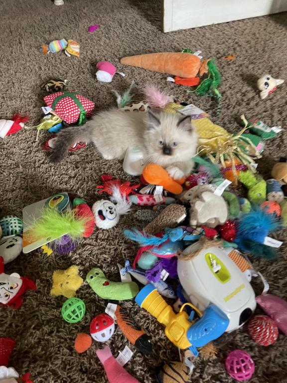 Litter Cinder photo 3