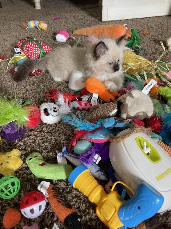 Litter Cinder photo 2
