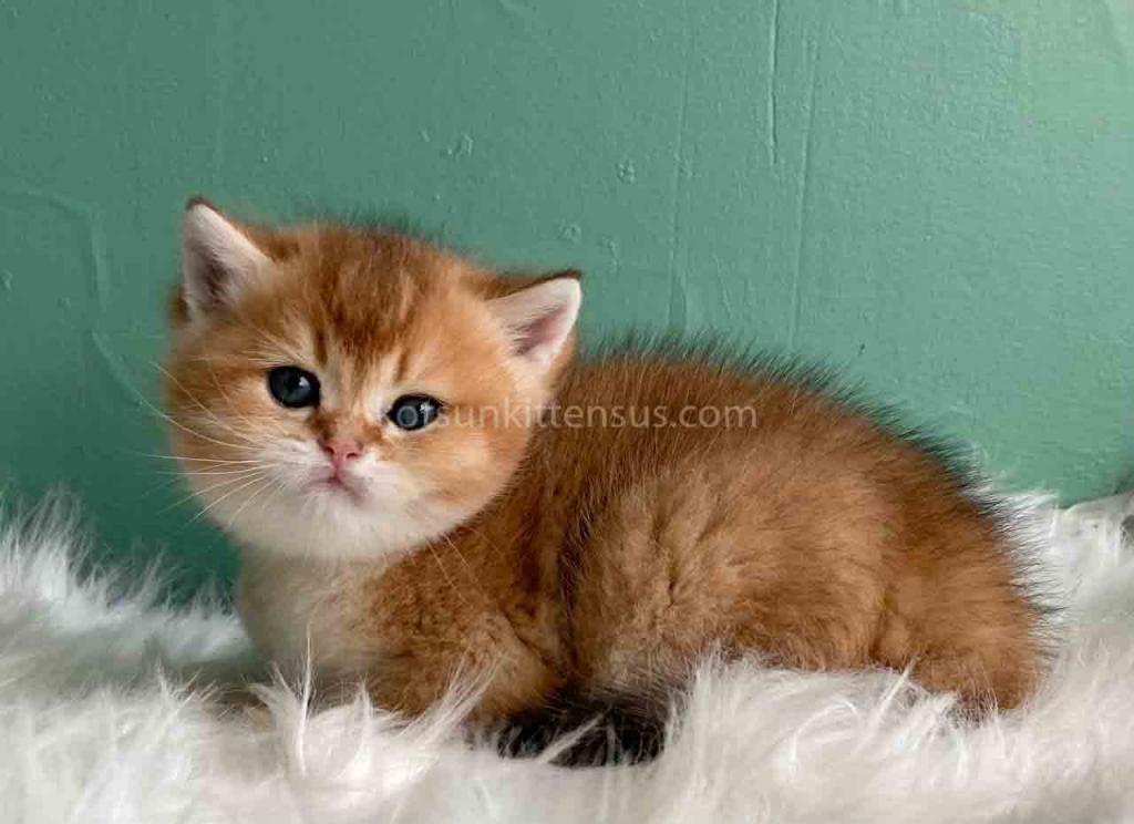 Laxik Ny 11 Scottish Straight Golden Shaded Male photo 3