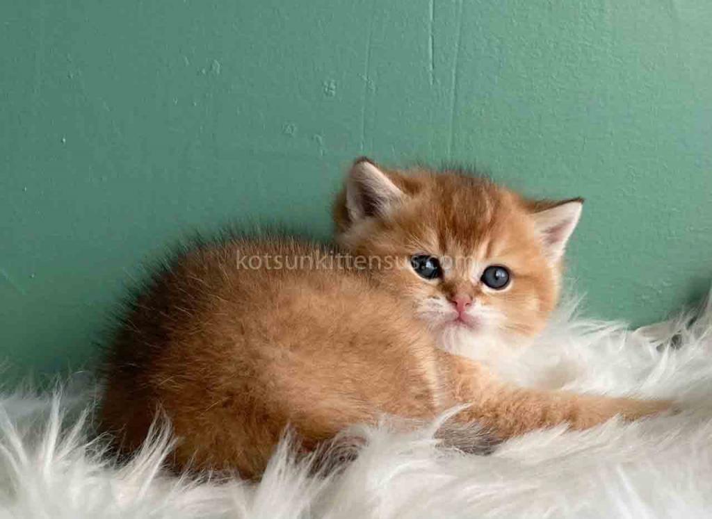 Laxik Ny 11 Scottish Straight Golden Shaded Male photo 2