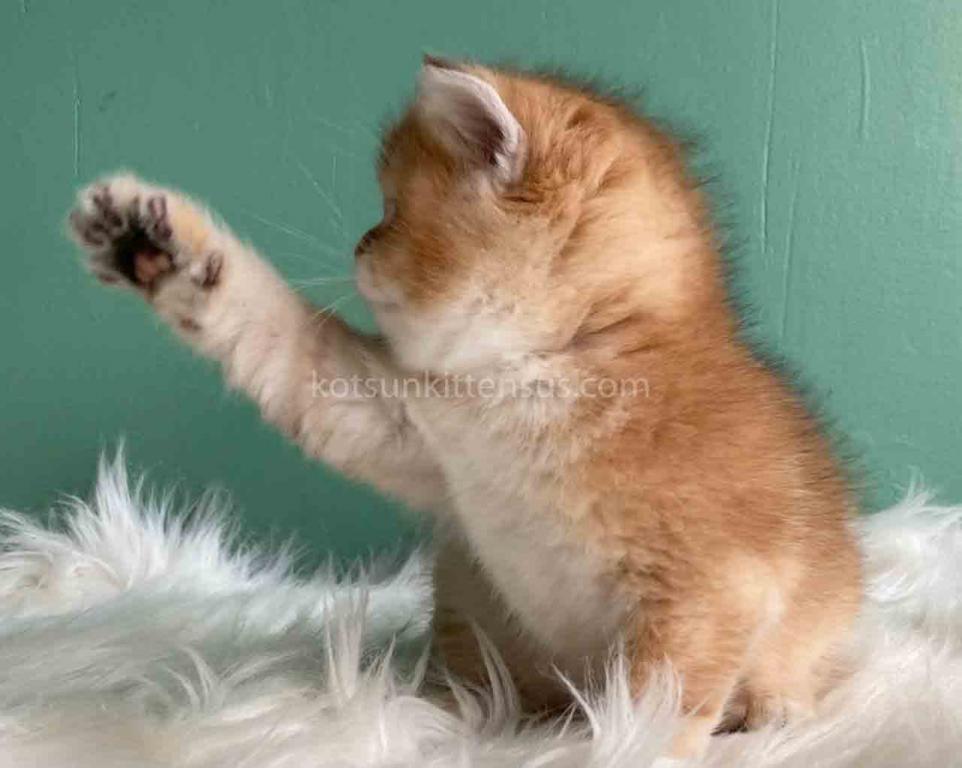Laxik Ny 11 Scottish Straight Golden Shaded Male photo 4