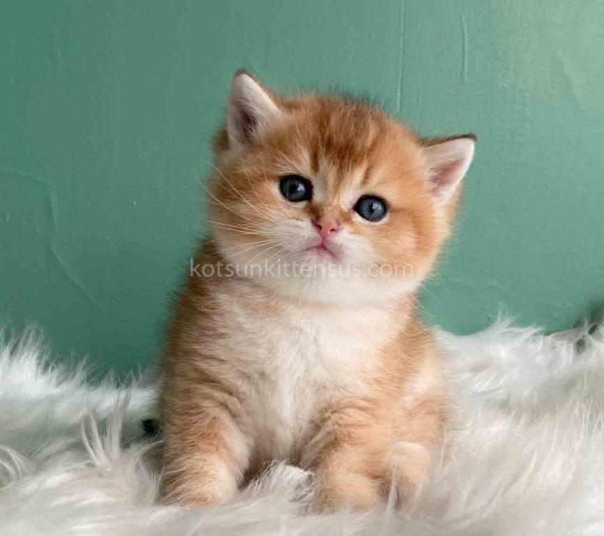 Laxik Ny 11 Scottish Straight Golden Shaded Male