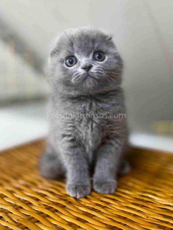 Bugatti Blue Solid Scottish Fold Baby Boy photo 7