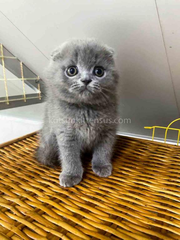 Bugatti Blue Solid Scottish Fold Baby Boy photo 6