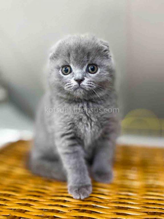 Bugatti Blue Solid Scottish Fold Baby Boy photo 3