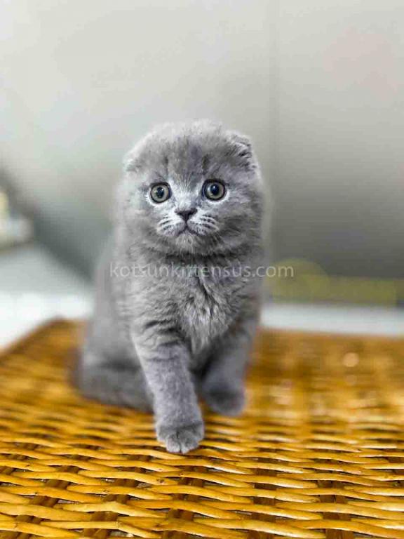 Bugatti Blue Solid Scottish Fold Baby Boy photo 4