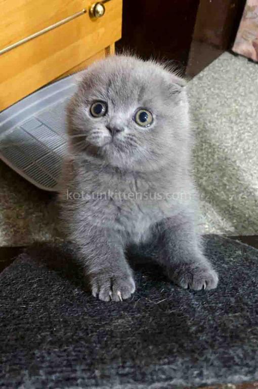 Bugatti Blue Solid Scottish Fold Baby Boy photo 2
