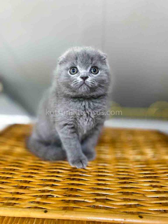 Bugatti Blue Solid Scottish Fold Baby Boy photo 5