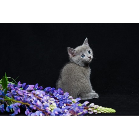 A Emelya photo 5