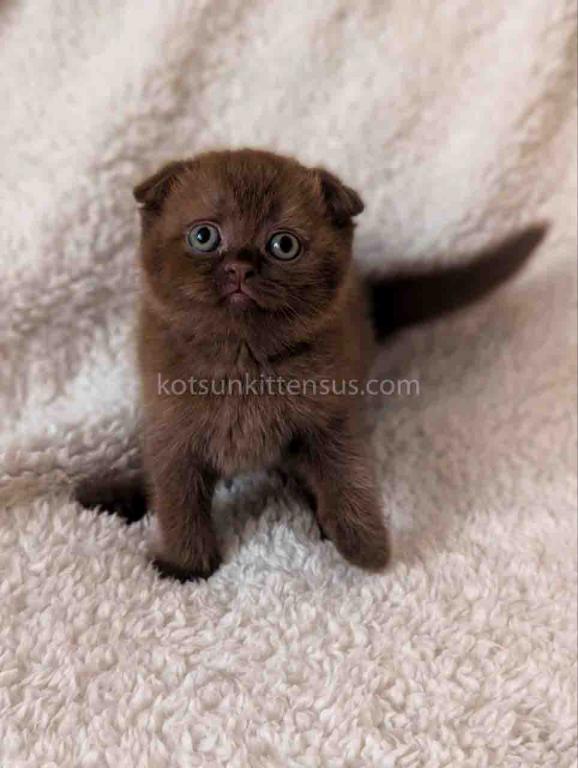 Yasmin Rare Chocolate Solid Scottish Fold Babygirl photo 7