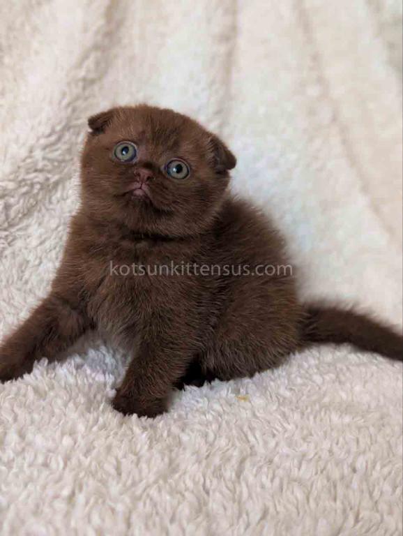 Yasmin Rare Chocolate Solid Scottish Fold Babygirl photo 3
