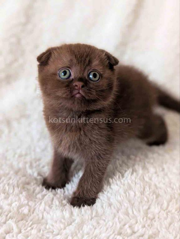 Yasmin Rare Chocolate Solid Scottish Fold Babygirl photo 5