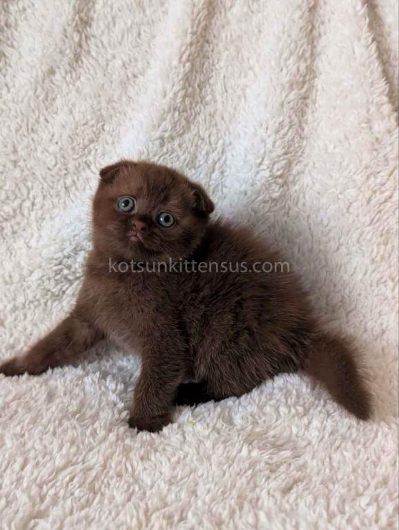 Yasmin Rare Chocolate Solid Scottish Fold Babygirl photo 6