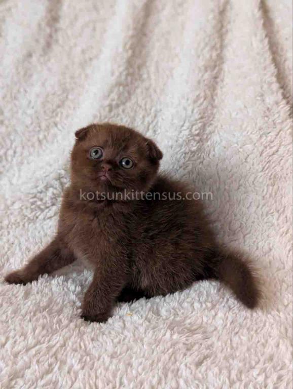 Yasmin Rare Chocolate Solid Scottish Fold Babygirl photo 2