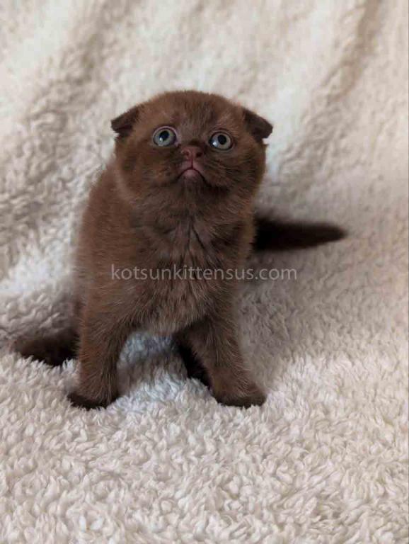 Yasmin Rare Chocolate Solid Scottish Fold Babygirl photo 4
